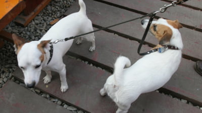 Țara care a început să interzică plimbarea câinilor pe străzi. Douăzeci de orașe au luat deja decizia. „Este o ameninţare la adresa sănătăţii publice”