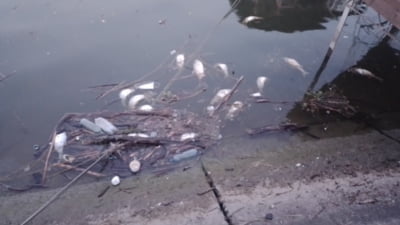 Alertă ecologică pe Dunăre. Sute de pești morți plutesc în zona Porțile de Fier. Autoritățile investighează cauza dezastrului