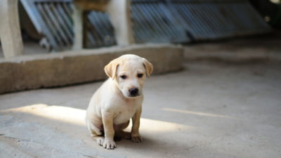 Amendă record pentru un român care a abandonat un câine pe stradă. L-a scos din sac și l-a aruncat
