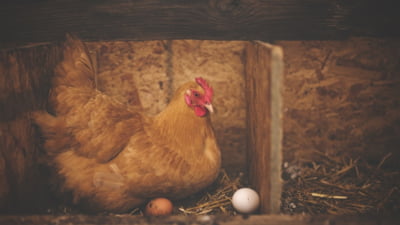 Americanii știu cum să scape de criza de ouă. "Rent the Chicken" și ai ouă proaspete direct de la sursă