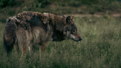 Lupii, mai puțin protejați în Europa. Parlamentul UE a aprobat vânătoarea controlată
