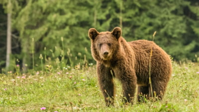 Mesaje RO-Alert după ce doi urși au fost văzuți pe străzi în Sinaia și în Cornu