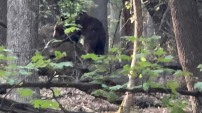 Panică la Alba Iulia. Urs văzut într-o zonă turistică. S-a dat mesaj Ro-Alert. Oamenii, sfătuiți să nu iasă din case