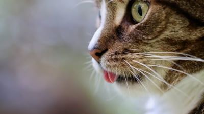 Pisica ta chiar vrea să-ți spună ceva. Un gigant tech lucrează la un AI care traduce mieunatul