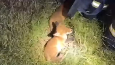 Pui de vulpe, salvați dintr-un canal dezafectat. Cum s-a încheiat aventura VIDEO