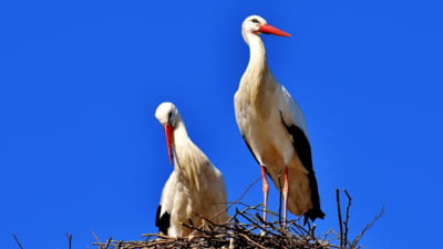 România își numără berzele albe. Cum pot iubitorii de natură să sprijine recensământul păsărilor