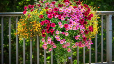 Secretul petuniilor care înfloresc toată vara: cum se îndepărtează corect florile ofilite