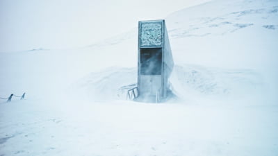 Semințele României, trimise în celebrul „Seif al Apocalipsei”, locul care protejează biodiversitatea planetei. Ce material genetic a depozitat țara noastră