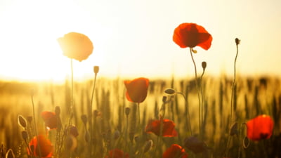Temperaturi de vară în prima lună de primăvară. Cum va fi vremea astăzi, 3 mai
