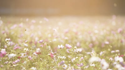 Temperaturi peste medie în iunie. Anunțul meteorologilor după perioada cu vreme extremă