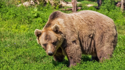 Un urs și-a făcut apariția în apropierea unei pensiuni din Neamț. A fost nevoie de intervenția jandarmilor pentru salvarea unor turiști