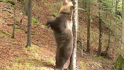 Un urs a dat spectacol în fața camerei video instalate într-o pădure din Caraș - Severin: "Un adevărat Baloo" VIDEO