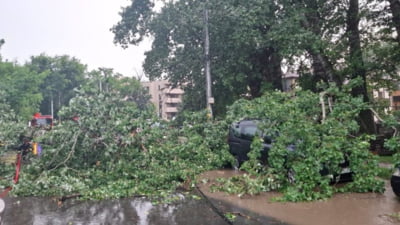Unul dintre "plopii fără soț" ai lui Eminescu, prăbușit peste un gard. A fost necesară intervenția pompierilor pentru îndepărtarea acestuia VIDEO