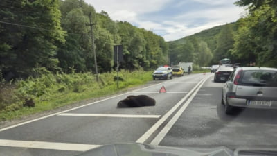 Urs lovit mortal de două mașini în timp ce încerca să traverseze strada. Unde a avut loc incidentul violent