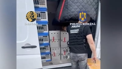 Zeci de porumbei de mare valoare, furaţi din Belgia, au fost găsiţi în Mehedinţi. Prejudiciul depăşeşte 2,2 milioane de euro
